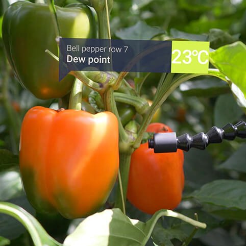 PDENH participeert in 30MHz: dataplatform voor een duurzamere tuinbouw